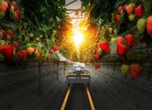 Mobiles Robotersystem für Gewächshäuser, das mit verschiedenen Trägerplattformen verwendet werden. Bild: Continental